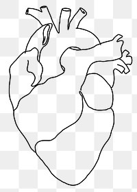 Human heart png line art, transparent background