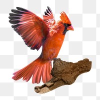 PNG cute bird, animal, collage element, transparent background