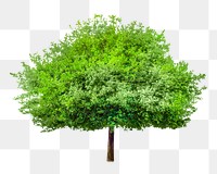 PNG Lone green tree design element, transparent background