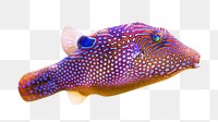 PNG  exotic fish  animal, collage element, transparent background