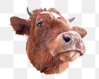 PNG Cow, collage element, transparent background