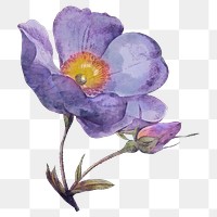 Purple anemone png watercolor flower, transparent background. Remixed by rawpixel.