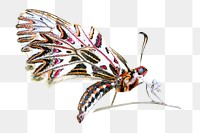 PNG butterfly, collage element, transparent background