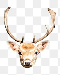 PNG deer, wildlife, collage element, transparent background