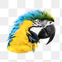 Macaw parrot png, transparent background