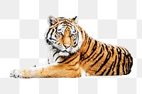 PNG Tiger, collage element, transparent background