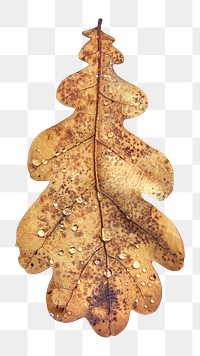 Oak leaf png, transparent background