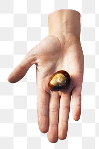 Hand giving chestnut  png, transparent background