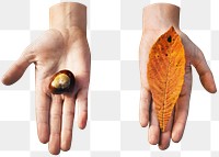 Chestnut and autumn leaf  png, transparent background