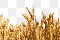 Wheat field border png collage element, transparent background