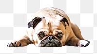 PNG Fawn pug lying on the floor , collage element, transparent background