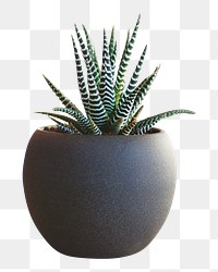 Succulent plant png, transparent background