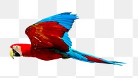 Flying parrot  png, transparent background