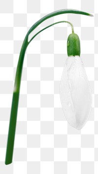 White snowdrop flower png, transparent background