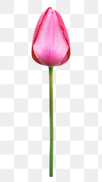 Pink tulip flower png, transparent background