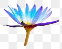 PNG lily flower, collage element, transparent background