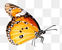 PNG butterfly, collage element, transparent background