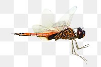 PNG orange dragonfly with wings spread, collage element, transparent background