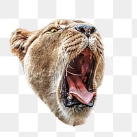 PNG Lion, wildlife, collage element, transparent background