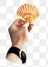 PNG Seashell, collage element, transparent background