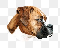 PNG Boxer dog , collage element, transparent background