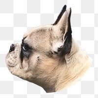 PNG Portrait of a cute french bulldog, collage element, transparent background