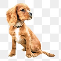 PNG Cocker spaniel , collage element, transparent background