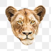 PNG Lion, wildlife, collage element, transparent background