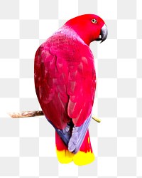 PNG red parrot, collage element, transparent background