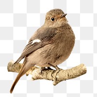 PNG cute bird, animal, collage element, transparent background