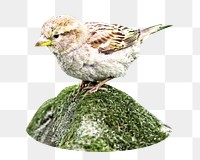 PNG Baby bird, collage element, transparent background