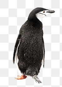 PNG penguin, collage element, transparent background