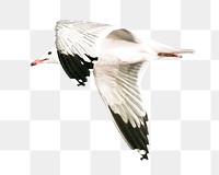 PNG snow-white gull in flight, collage element, transparent background