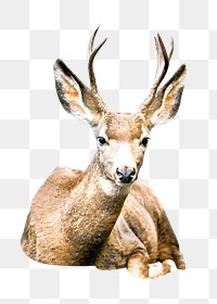 PNG deer, collage element, transparent background