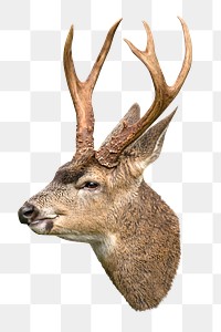 PNG Smiling buck, collage element, transparent background