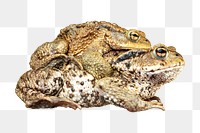 Common toad png, transparent background