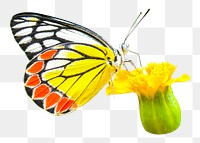 PNG The Common Jezebel butterfly, collage element, transparent background