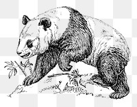 Giant panda png line art animal drawing, transparent background.