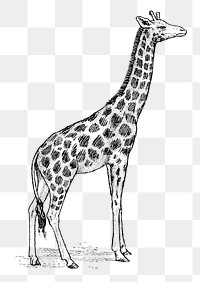 Giraffe png line art animal drawing, transparent background.