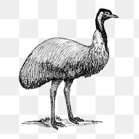 Emu png line art animal drawing, transparent background.