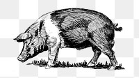 Hog png line art animal drawing, transparent background.