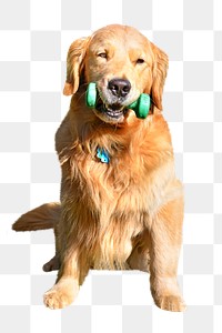 PNG Sitting dog with dumbbell , collage element, transparent background