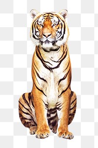 PNG tiger, collage element, transparent background