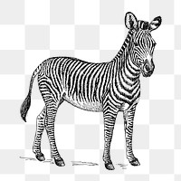 Zebra png line art animal drawing, transparent background.