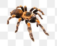 PNG Mexican Red-kneed Tarantula, collage element, transparent background