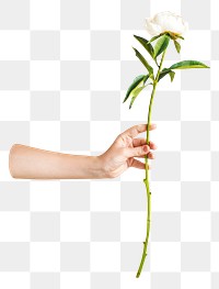 White flower png, transparent background