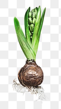 Hyacinth bulb png, food element, transparent background