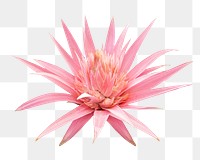 Png pink blooming flower, transparent background
