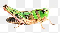 Grasshopper png collage element, transparent background