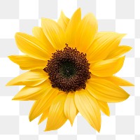 Sunflower png flower, transparent background